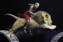 Russian animal tamer Askold Zapashny of the Brothers Zapashny circus rides a jumping lion in St Petersburg (Alexander Demianchuk: REUTERS)