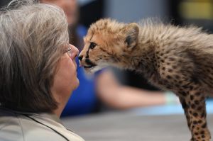 A Cheetah cub licks it's handler on the BUILD Speaker Series to promote Nat Geo Wild's "Big Cat Week" on the National ...
