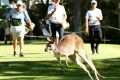 Dropping in: A kangaroo crosses the 16th fairway in Perth on Thursday.