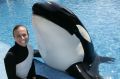 In 2010 trainer Dawn Brancheau died after being attacked by Tilikum.