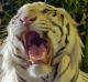 A tourist poses for a photo with a tiger that is kept in check by a handler's stick, at the Tiger Temple.