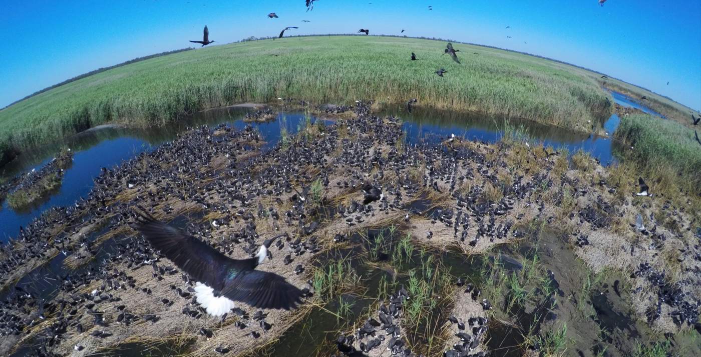 Ibis at the Macquarie Marshes after flood waters pass into the wetland in November, 2016. Photo:  Nick Moir