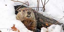 groundhog - Punxsatawney Phil - peeks out of burrow