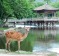 The 1200 deer living in Nara roam freely.