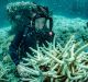 Richard Fitzpatrick examines bleached corals at Vlasoff Reef, north east of Cairns.