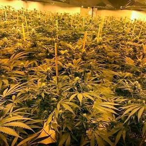 Photo issued by Wiltshire Police of cannabis plants found following a raid on RGHQ Chilmark, an underground nuclear bunker constructed in the 1980s, as six people have been arrested after police discovered the 