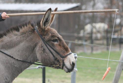 Donkey Carrot