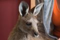 Wildcare Queanbeyan volunteer Sherri Midson looking after an injured kangaroo after the Carwoola bushfire.