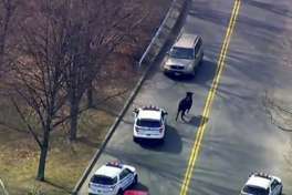 In this Feb. 21, 2017 file image taken from video provided by WABC, a bull that escaped from a local slaughter house is pursued by police in New York. Police corralled the bull in a backyard in the Queens borough of New York, after a two-hour chase that continued even after the bull's hide was studded with tranquilizer darts. (WABC via AP, File)