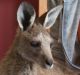 Wildcare Queanbeyan volunteer Sherri Midson looking after an injured kangaroo after the Carwoola bushfire.