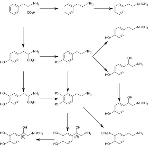 Graphic of trace amine and catecholamine metabolism