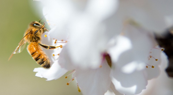 A bee-friendly path to a healthier future
