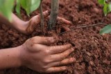 Planting a tree