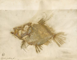 Pressed fish specimen (Zeus faber) collected by Carl Linnaeus, 1758