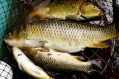 Carp are clogging Australia's rivers and destroying native fish.