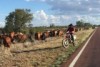 Brook's cattle on the stock route