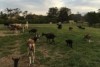 A field containing mother goats with kids drinking from them.