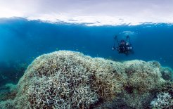 Grave Barrier Reef. Coral bleaching at Lizard Island on the Great Barrier Reef, March 2016