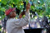 Picker during the vintage of Syrah grapes on the Carinae vineyard in Maipu, Mendoza Province, Argentina.