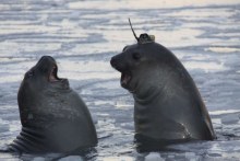 Elephant seals put to work as oceanographers (ABC Environment)