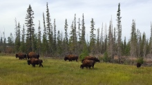 Northwest Territories bison