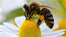 Sauver les abeilles