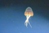 New vision of deep sea animals off the coast of eastern Antarctica.