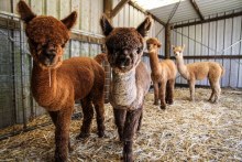 Chasing lucrative stud male alpaca export market (ABC Central VIC)