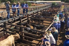 Farmers stand around cattle pens