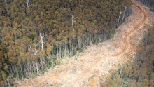 Forestry Tasmania coupe in southern Tasmania. NOT FOR GENERIC USE