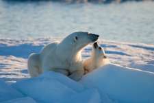 Mother and cub, nuzzling polar bears in the Norwegian Arctic.