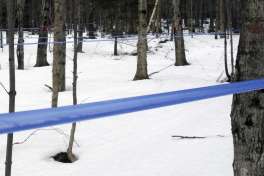 In this Feb. 21, 2017 photo, tubing carries sap collected from maple trees at the University of Vermont's Proctor Maple Research Center in Underhill, Vt. The center is using a new machine that removes more water from sap than older technology, saving maple syrup producers time and energy boiling sap into syrup.