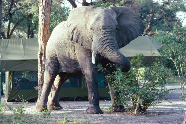 An elephant feeds in a tourist camp, Botswana.