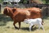 Cloned calf Dasha stays close to her surrogate mother