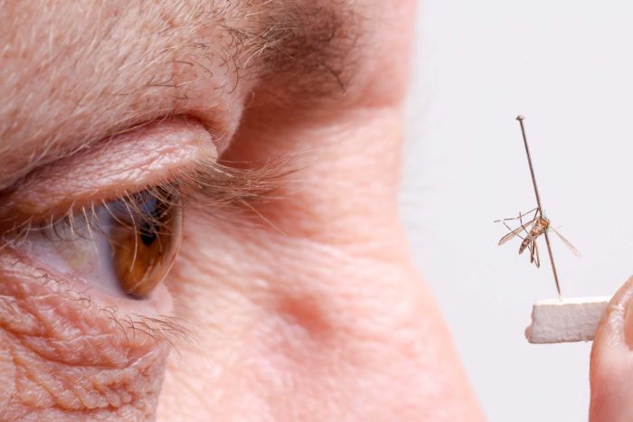 University of Adelaide Professor Philip Weinstein with a mosquito.