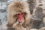 Japanese macaques warm themselves in the onsens.