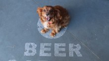 Huxley at his owner's beer garden The Little Bang Brewery