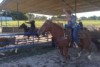 Esperance rodeo champ Ella Mitchell gallop after a steer practicing for an upcoming international competition.