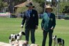 Two men and their dogs stand on a sports oval with sheep