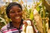 Venansia Mukantare harvests maize. 