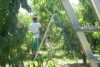 Fruit pickers are hard to get in Victoria's Goulburn Valley