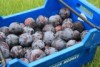 Plums sit in a bucket