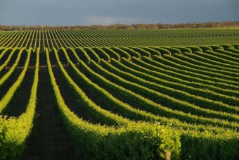 Fields of grape vines