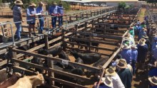 Farmers stand around cattle pens