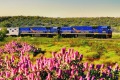 The Indian Pacific passing desert wildflowers.