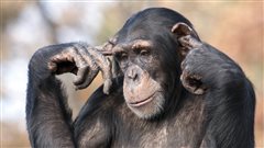 Assassinat politique chez les chimpanzés&nbsp;: une étude américaine passionnante