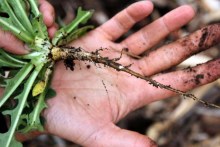 Nutritious weeds growing in your backyard (ABC Radio Canberra)