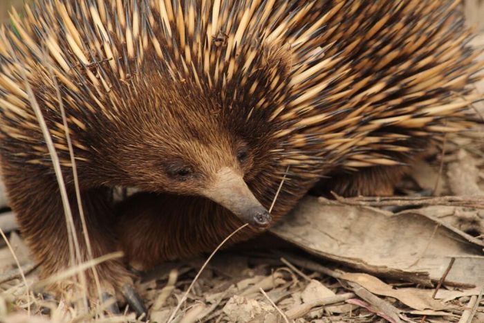 An echidna at the Mulligans Flat Woodland Sanctuary in Canberra's north.