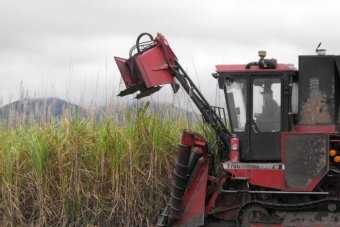 Cane harvester at work