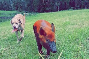 Pauline the pig and Harley the dog (Supplied: Helen Adams)